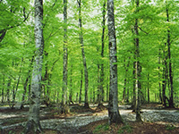 心美人ハイキング